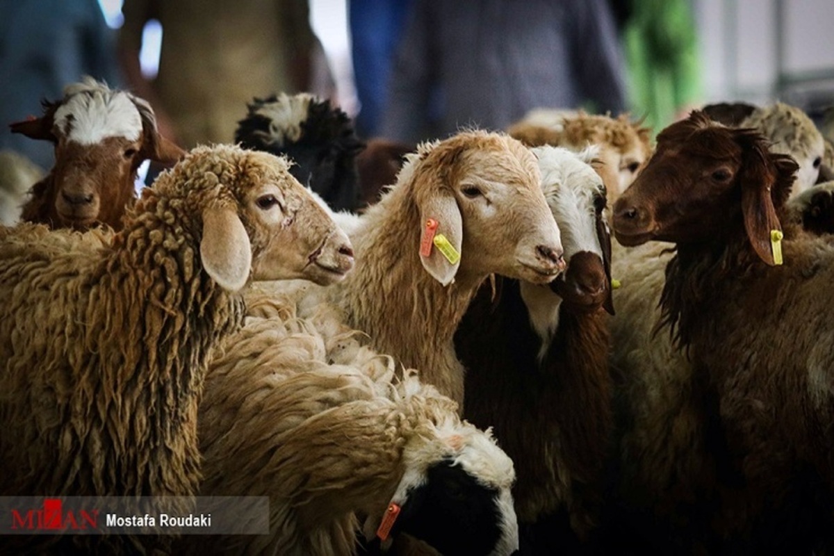 قیمت دام زنده، انواع گوشت تازه گوسفندی داخلی و گوساله در میادین میوه و تره‌بار شهرداری تهران