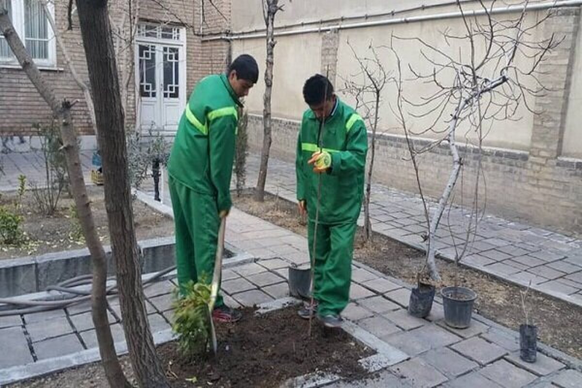 نهال رایگان به خانه تهرانی‌ها می‌آید؛ ثبت درخواست در سامانه ۱۳۷