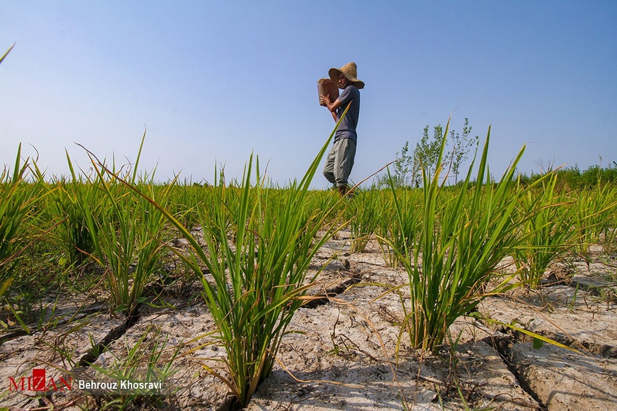 انتشار فهرست دوم از منتخبین و اولویت‌دهی تخصیص ارز کالاهای کشاورزی