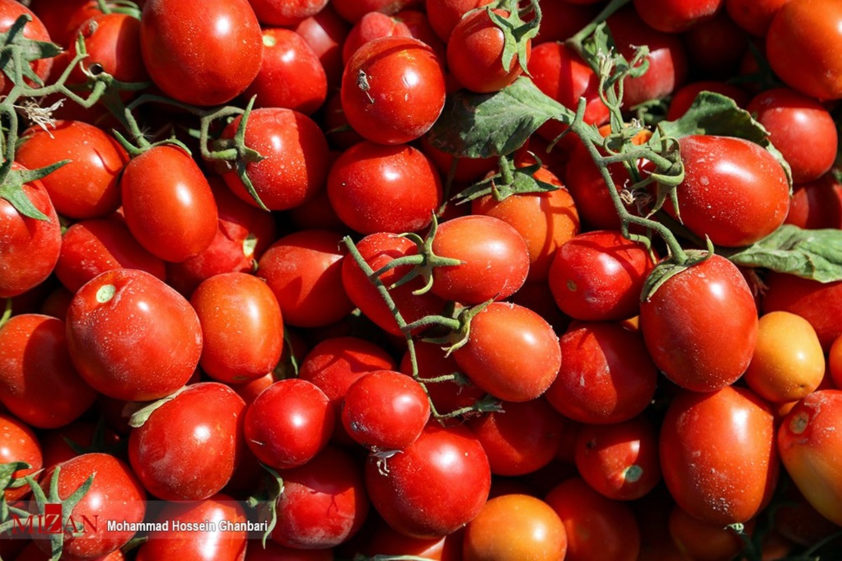 سبزیجات برگی و غیربرگی در میادین میوه و تره‌بار با قیمت ارزان‌تر عرضه می‌شود