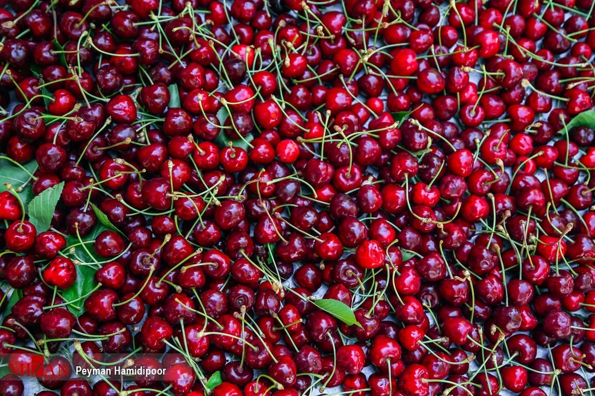 آخرین قیمت میوه‌های تابستانی در میادین میوه و تره‌بار