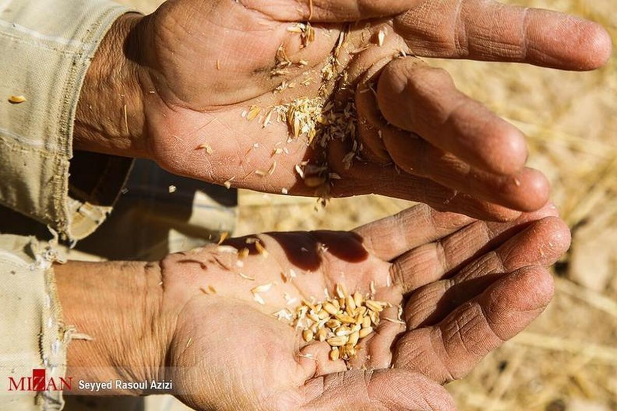 بدهی ۵۵ هزار میلیارد تومانی دولت به گندم‌کاران/ قول وزیر کشاورزی برای پرداخت مطالبات در ۲ هفته آینده