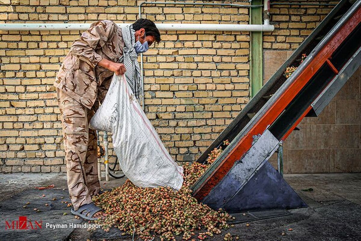 تولید حدود ۲۱۰ هزار تن پسته در سال ۱۴۰۲