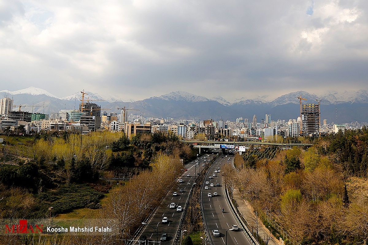 عضو شورای شهر: قطع درختان بدون مصوبه کمیسیون ماده هفت غیرقانونی است