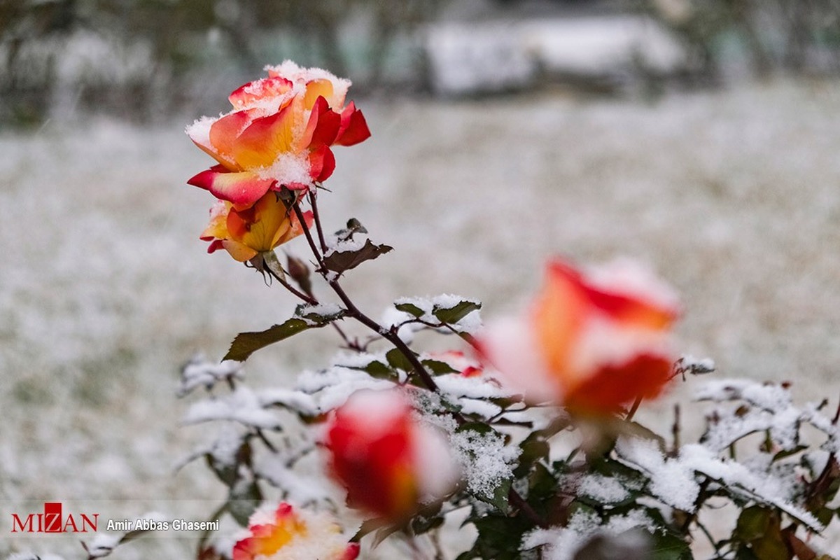 هشدار نارنجی برای بارش برف و باران و کاهش دما در کشور