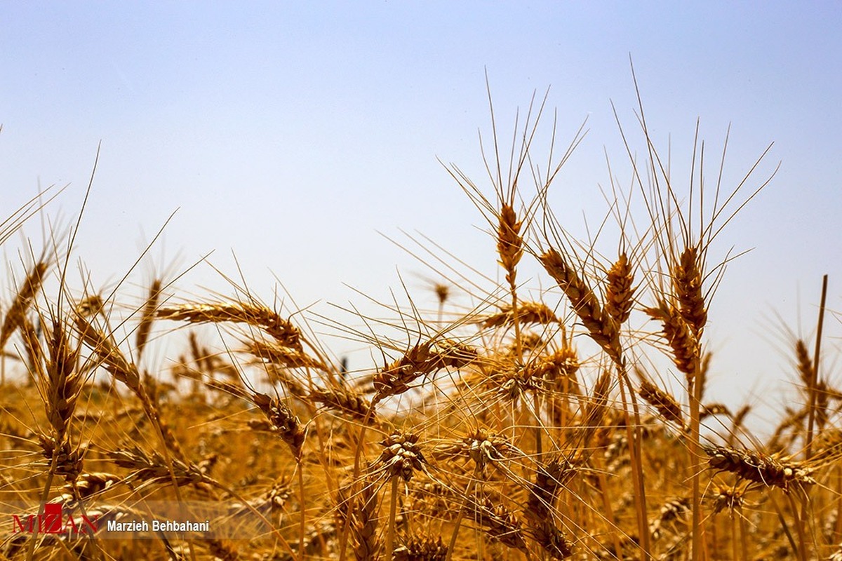 مطالبات گندم‌کاران پرداخت نشد