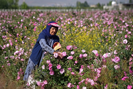 برداشت گل‌ محمدی - همدان