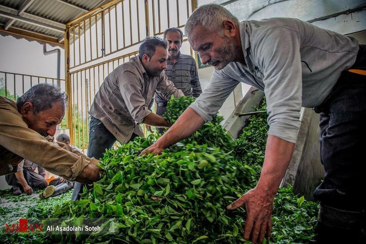 حدود ۵۰ درصد از مطالبات چای‌کاران پرداخت شد