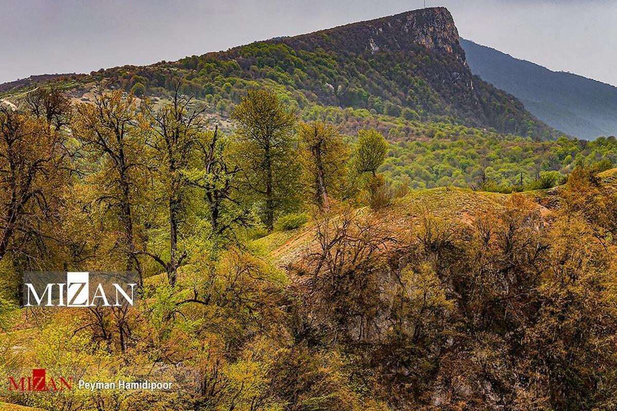 دادگستری گلستان مانع از دست‌اندازی به ۹۰ هزار متر از اراضی دولتی در منطقه جنگل توسکستان شد