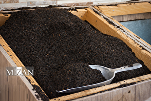 فروش ۱۸۰ میلیارد تومانی محموله بزرگ چای دبش در حراج حضوری اموال تملیکی استان هرمزگان اخبار هفته