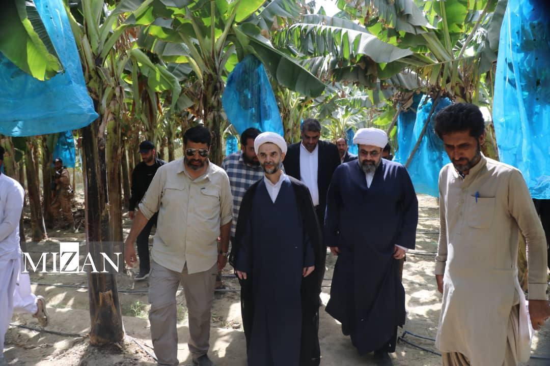 معاون اول قوه قضاییه از باغات موز و صنعت کشاورزی باهوکلات بازدید کرد معاون اول قوه قضاییه از باغات موز و صنعت کشاورزی باهوکلات بازدید کرد